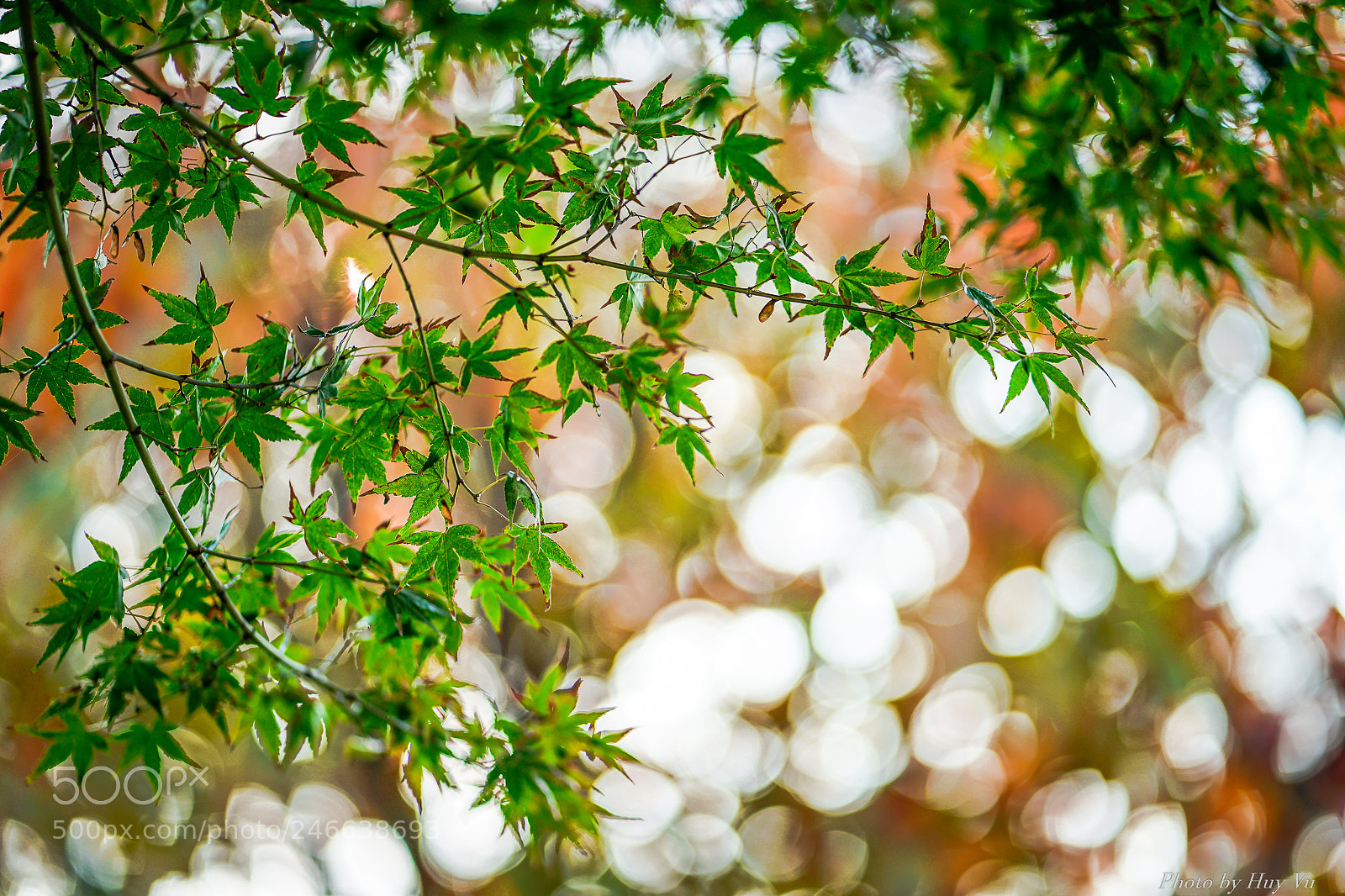 Sony a7 II sample photo. La xanh photography