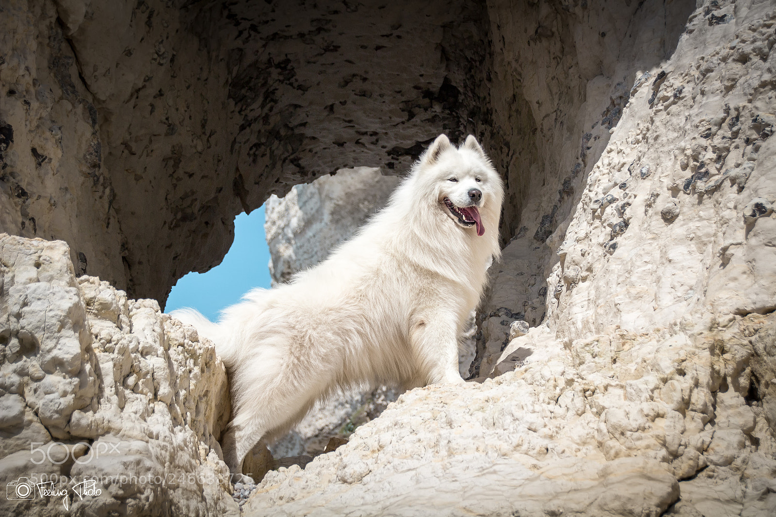 Canon EOS 100D (EOS Rebel SL1 / EOS Kiss X7) sample photo. Inoock, samoyed photography