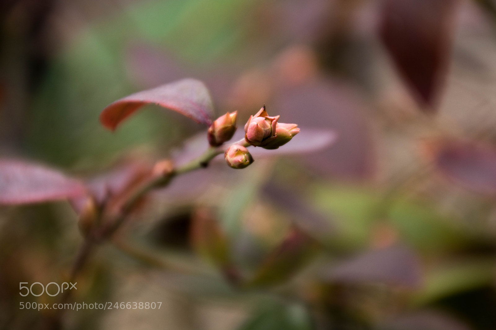 Nikon D7100 sample photo. Beginning of new life photography
