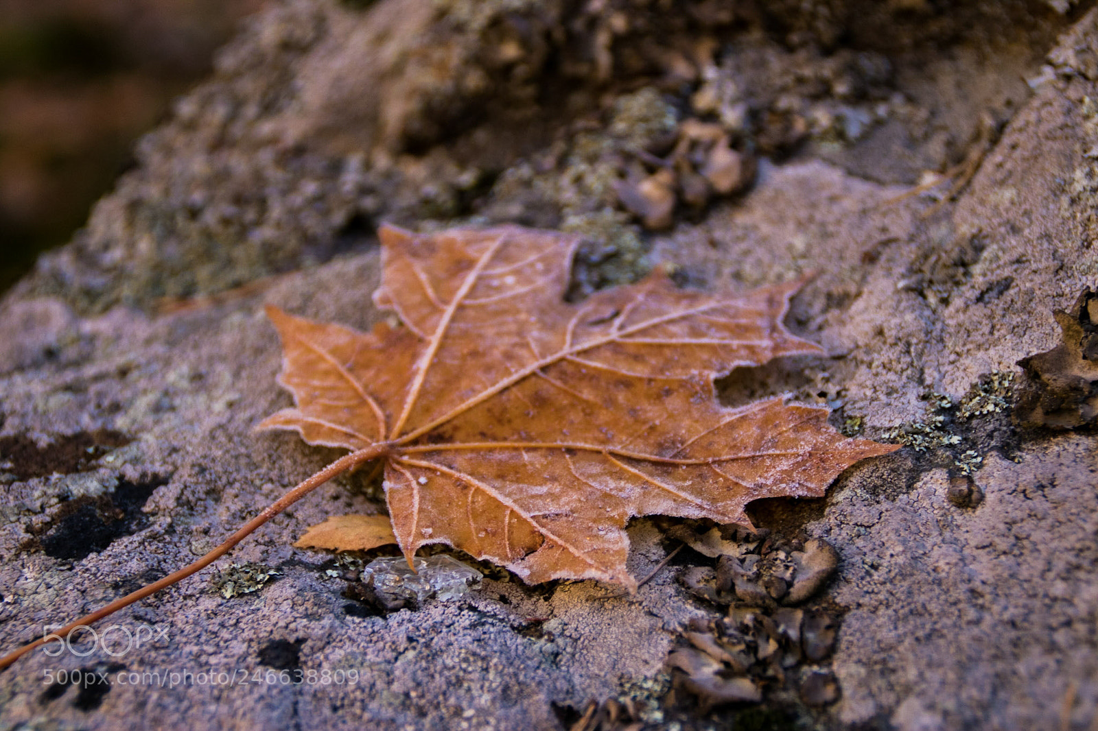 Canon EOS 750D (EOS Rebel T6i / EOS Kiss X8i) sample photo. Untitled photography