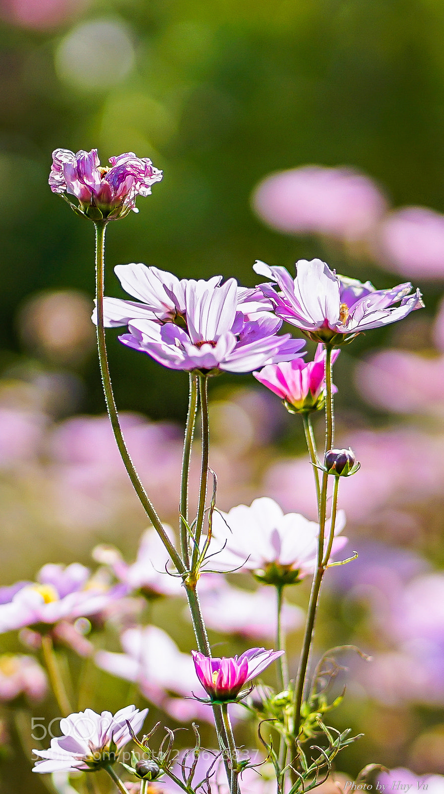 Sony a7 II sample photo. Cosmos photography