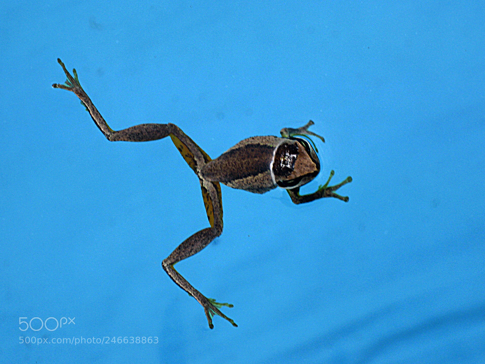 Canon DIGITAL IXUS 960 IS sample photo. Frog in a pool photography