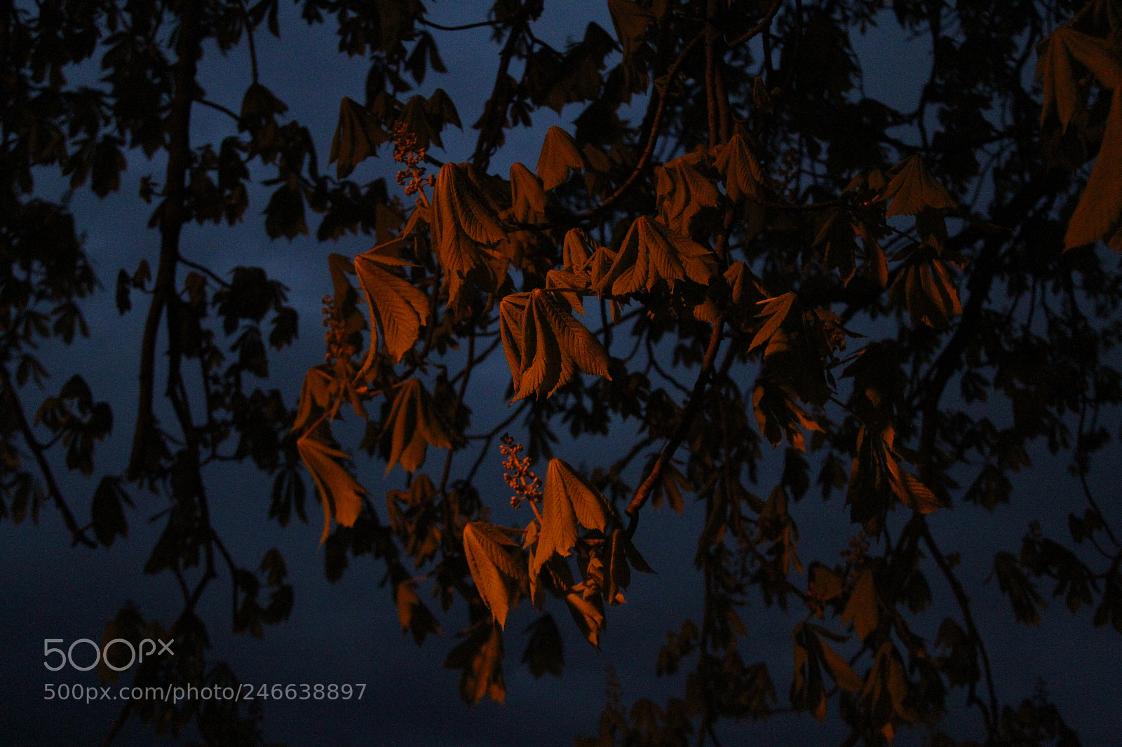 Canon EF-S 18-135mm F3.5-5.6 IS sample photo. Leafs photography