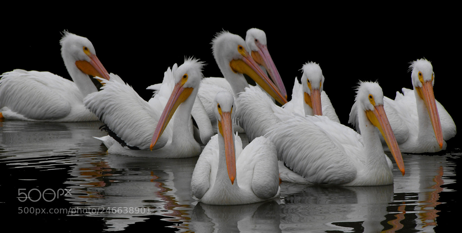 Nikon D500 sample photo. Pelicans photography