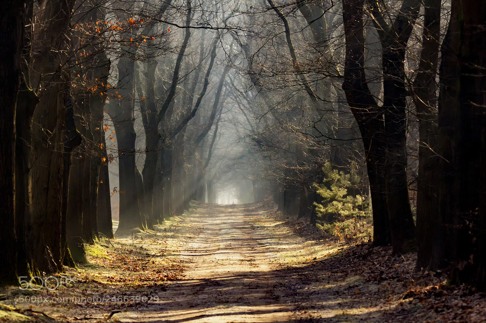 Canon EOS 60D sample photo. Den treek photography