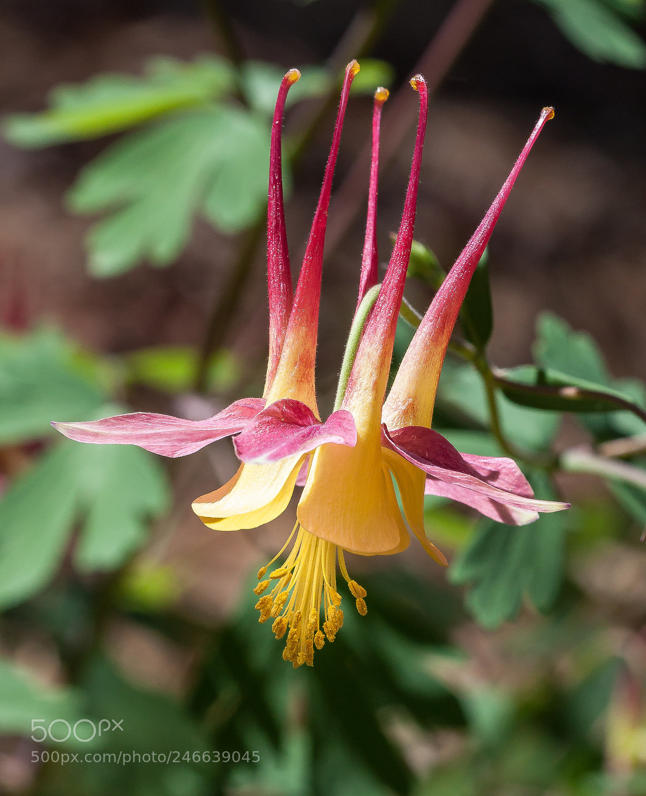 Canon EOS 50D sample photo. Columbine photography