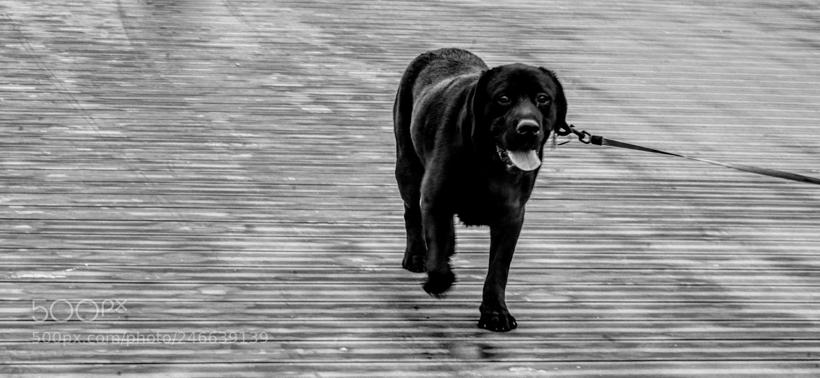Sony a7R II sample photo. Untitled photography