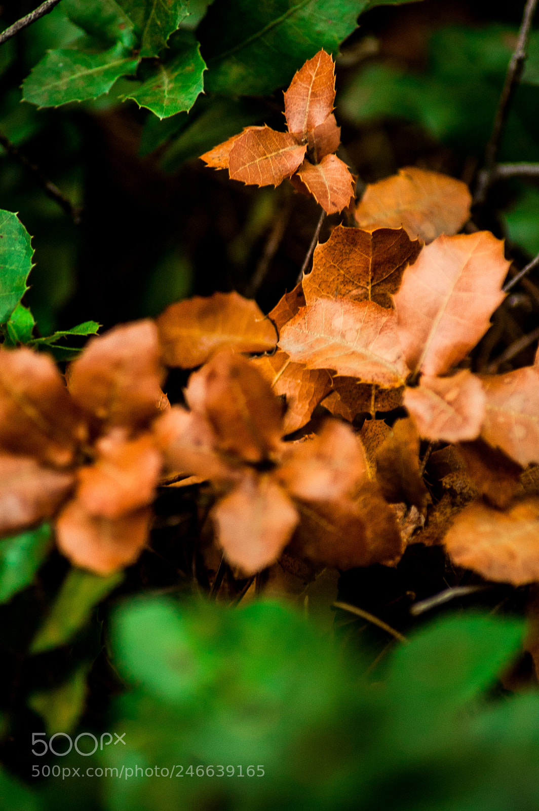 Nikon D50 sample photo. Couleurs photography