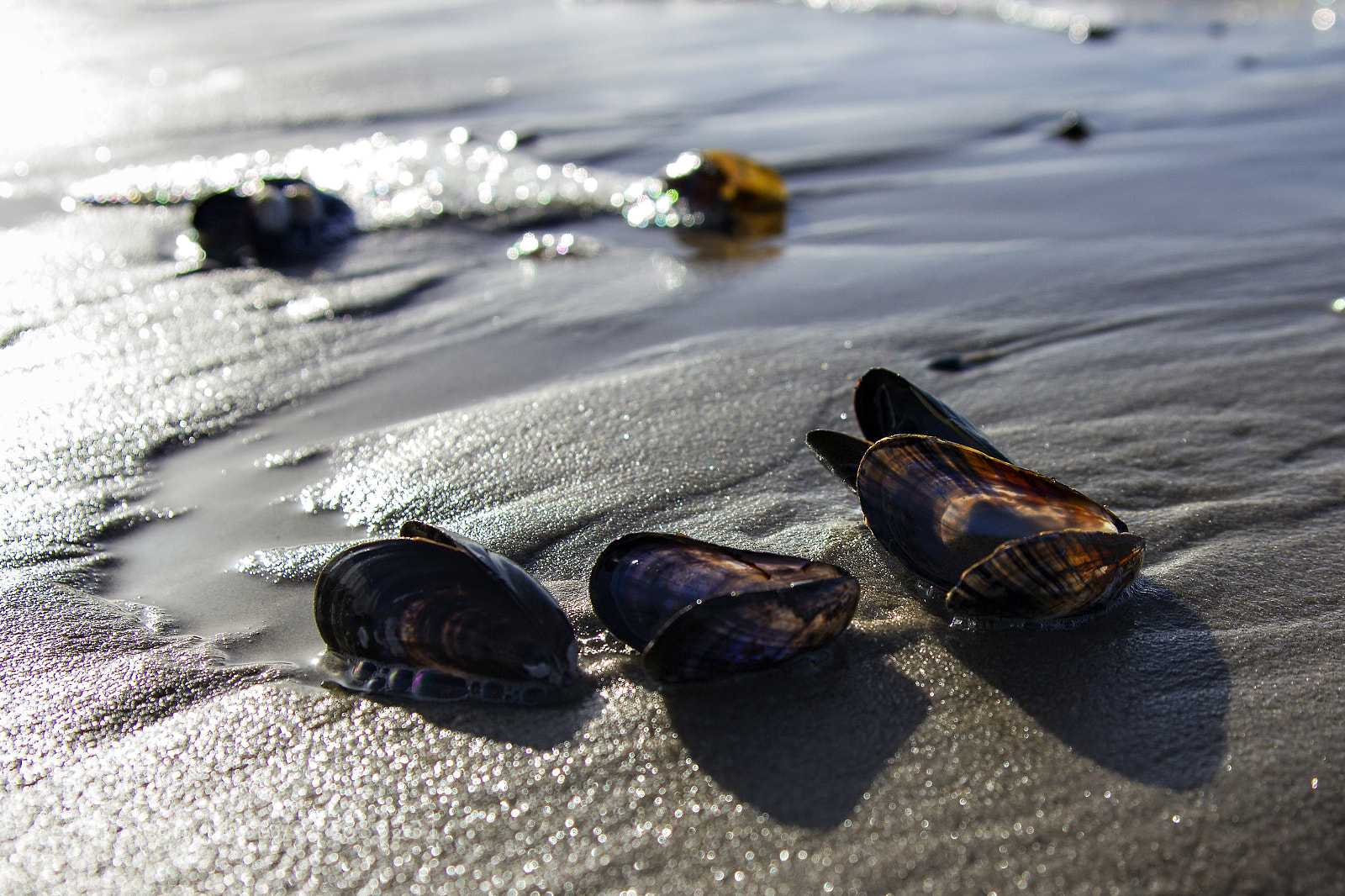 Canon EOS 60D sample photo. Mussels photography
