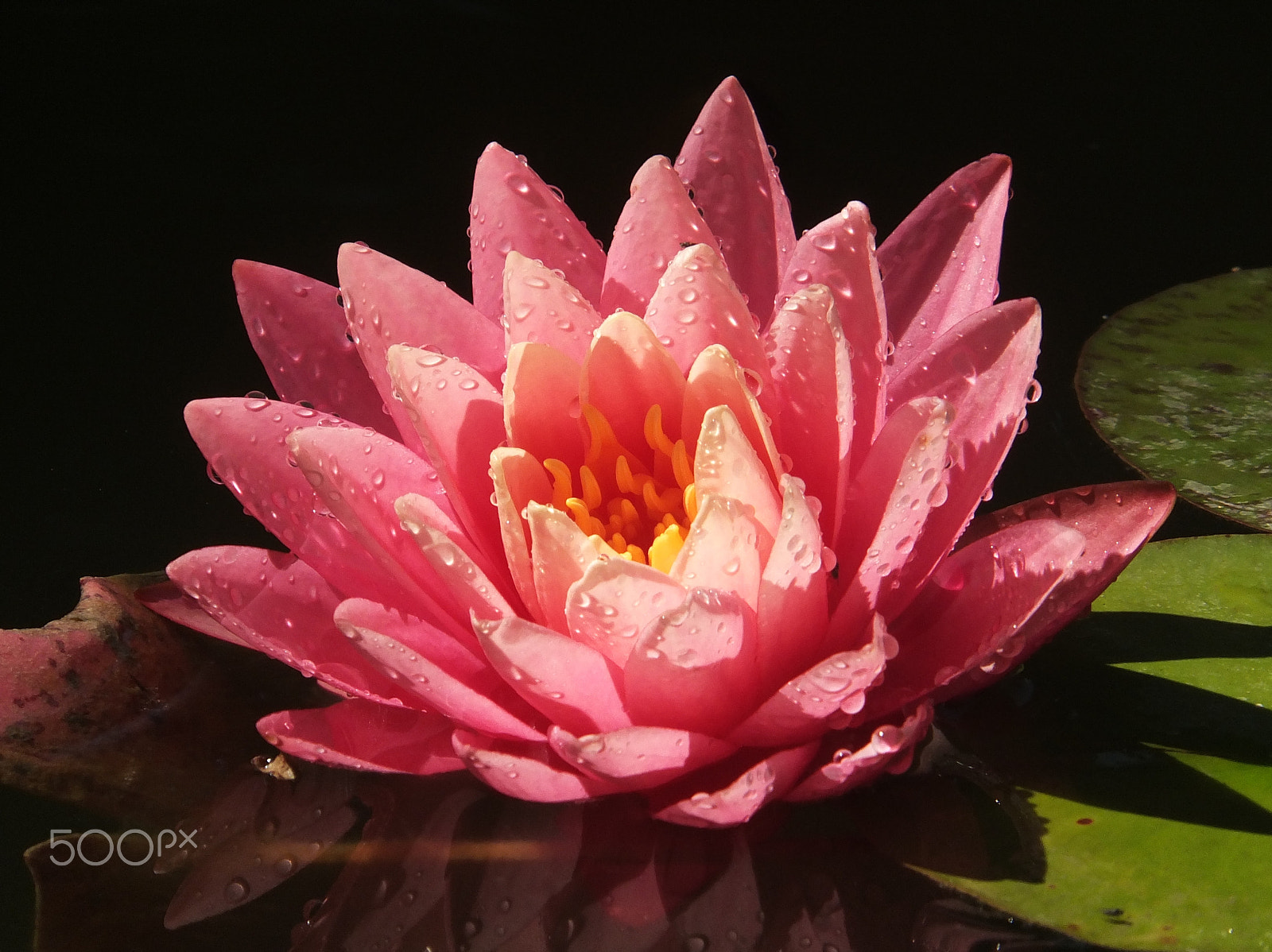 Fujifilm FinePix F750EXR sample photo. Water lily 'perry's orange sunset' photography