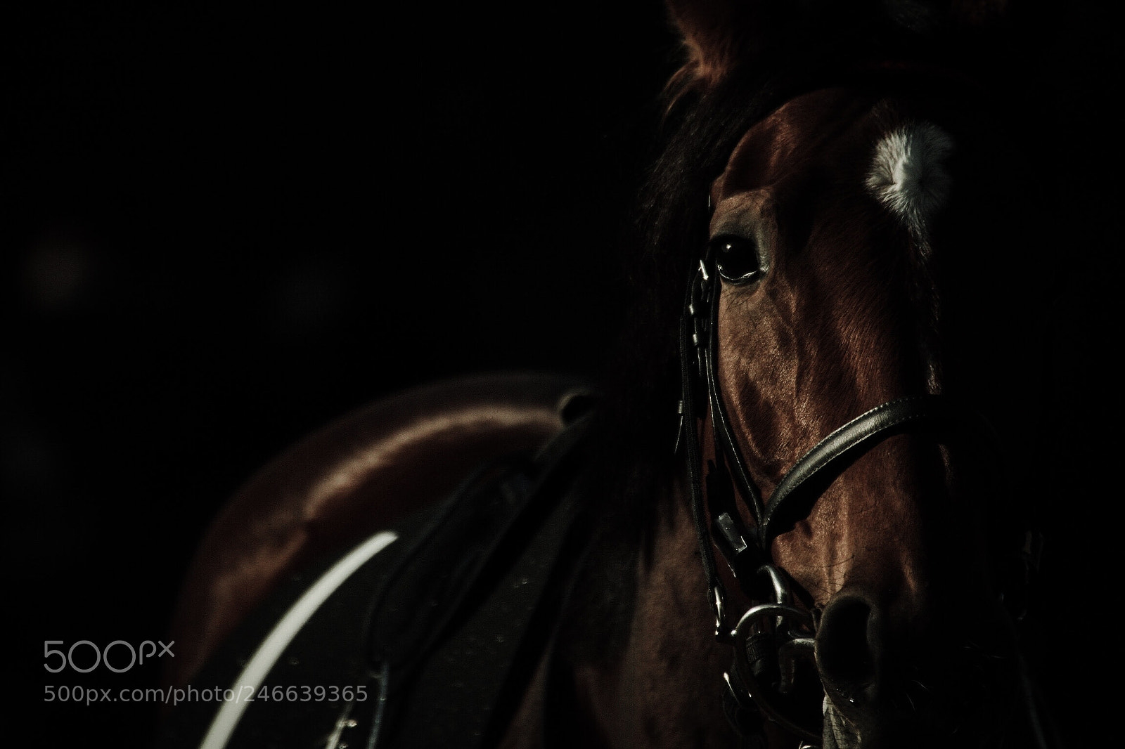 Canon EOS 60D sample photo. Horse photography