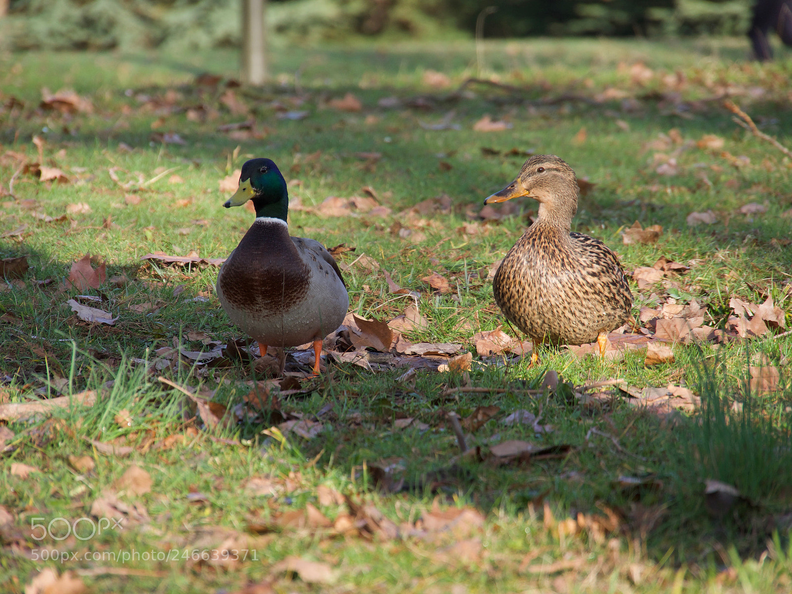 Panasonic Lumix DC-GH5 sample photo. Canard photography