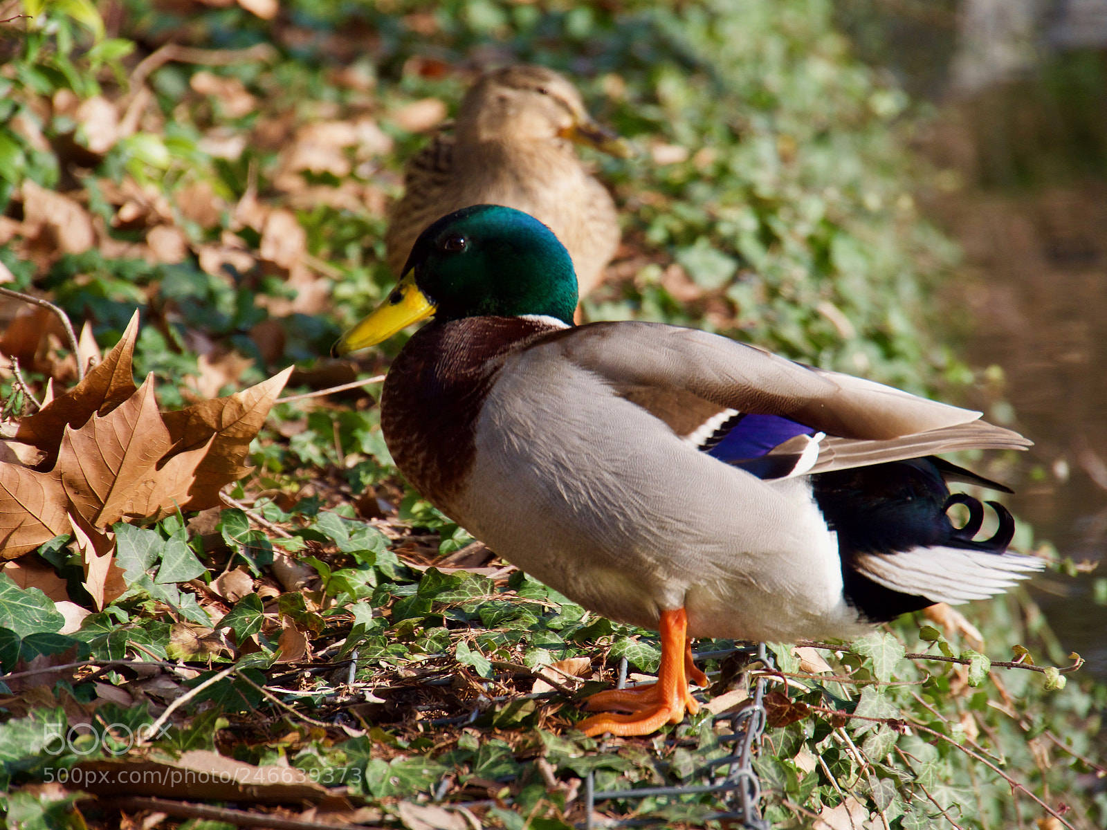 Panasonic Lumix DC-GH5 sample photo. Canard photography