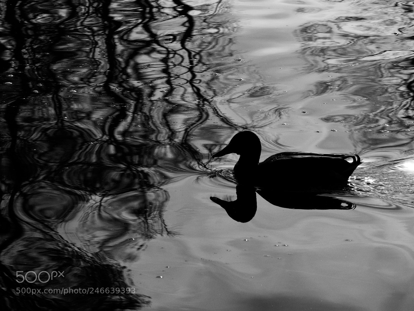 Panasonic Lumix DC-GH5 sample photo. Canard photography