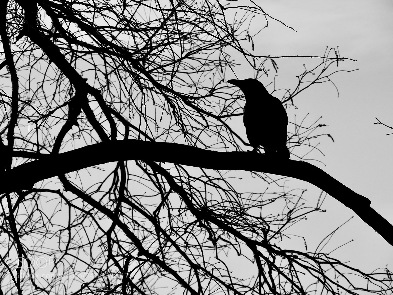 Panasonic Lumix DC-GH5 sample photo. Corbeau photography