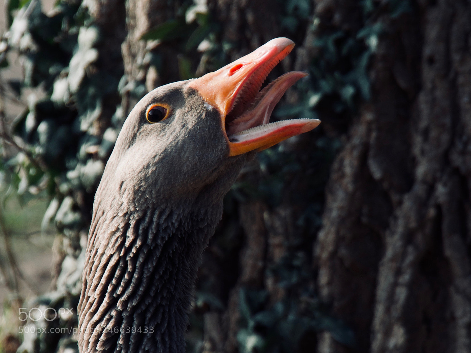 Panasonic Lumix DC-GH5 sample photo. Oie photography