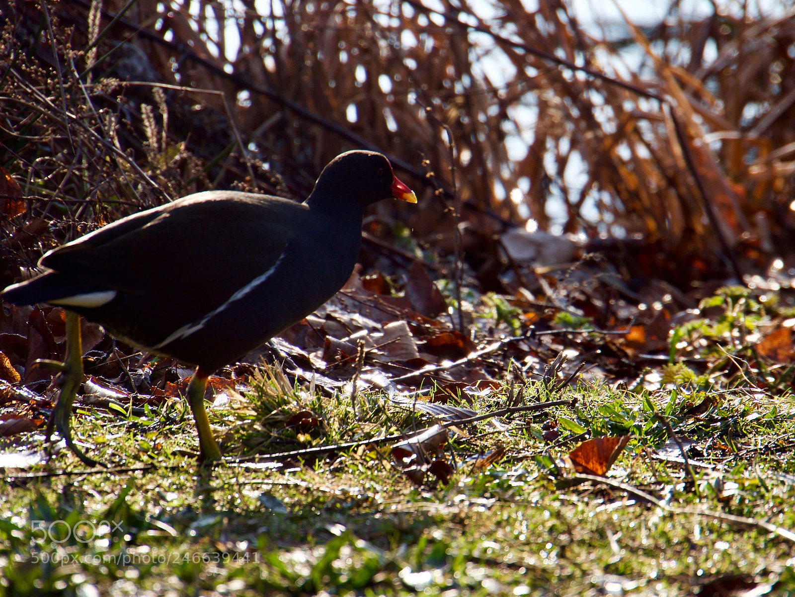 Panasonic Lumix DC-GH5 sample photo. Oiseau photography