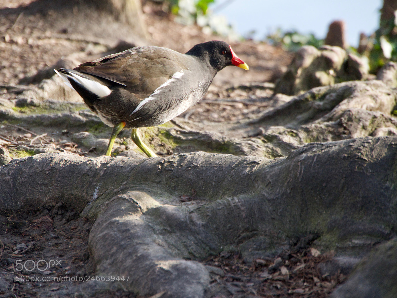 Panasonic Lumix DC-GH5 sample photo. Oiseau photography