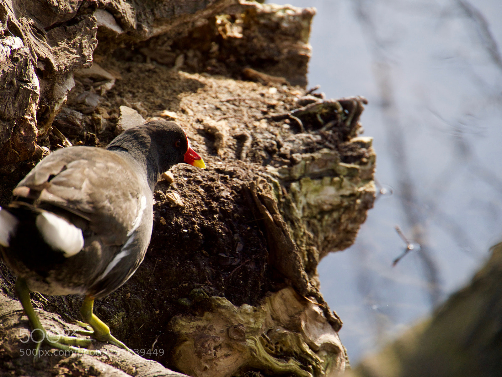 Panasonic Lumix DC-GH5 sample photo. Oiseau photography