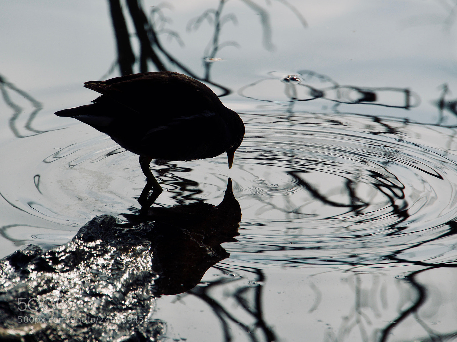 Panasonic Lumix DC-GH5 sample photo. Oiseau photography