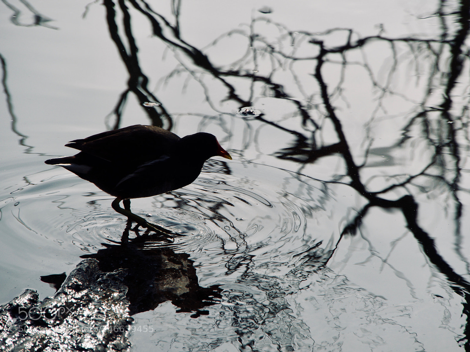Panasonic Lumix DC-GH5 sample photo. Oiseau photography