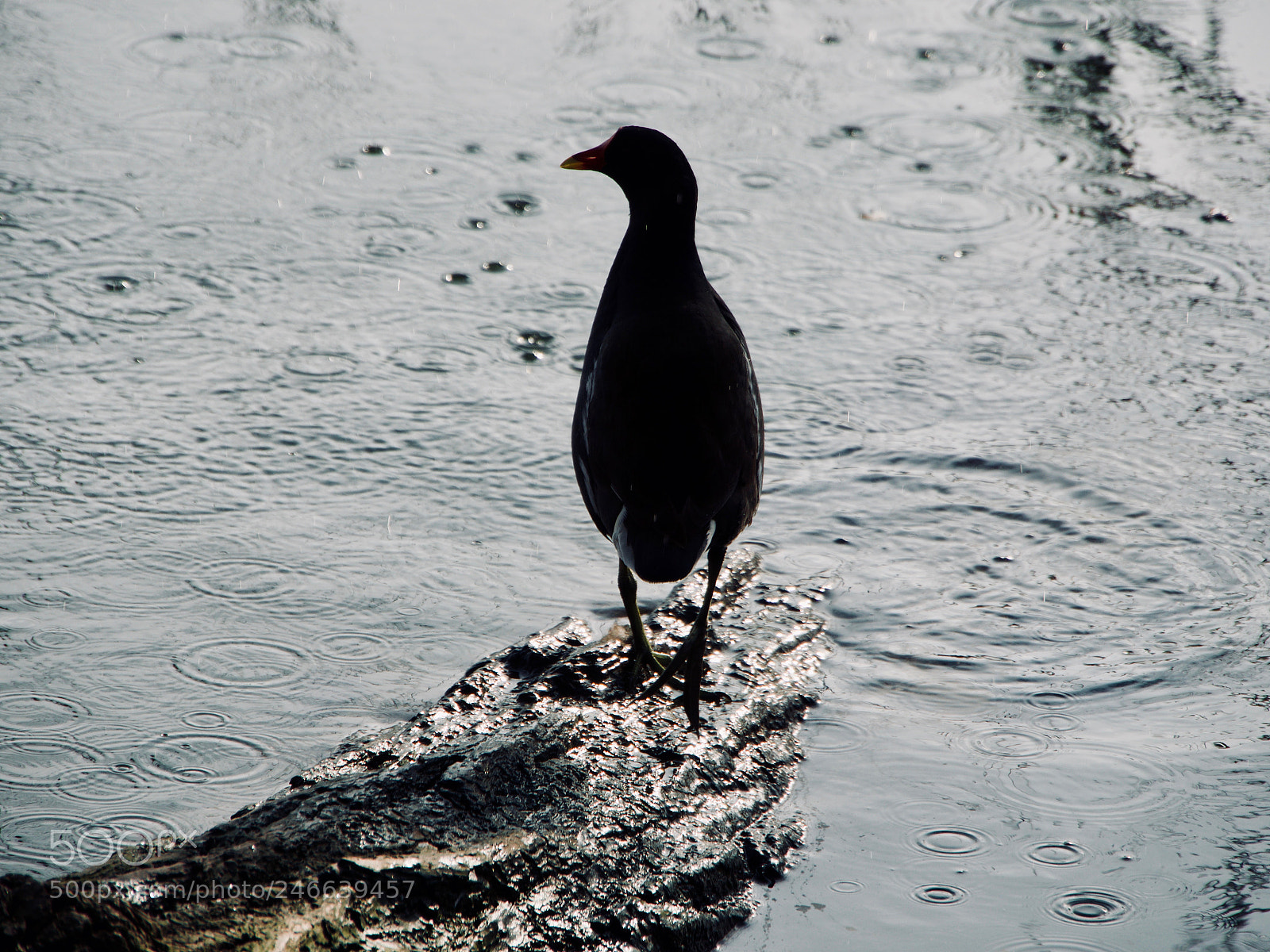 Panasonic Lumix DC-GH5 sample photo. Oiseau photography
