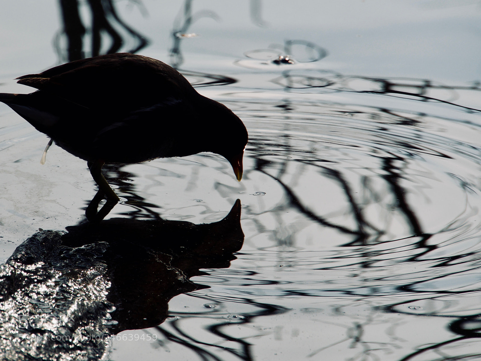 Panasonic Lumix DC-GH5 sample photo. Oiseau photography