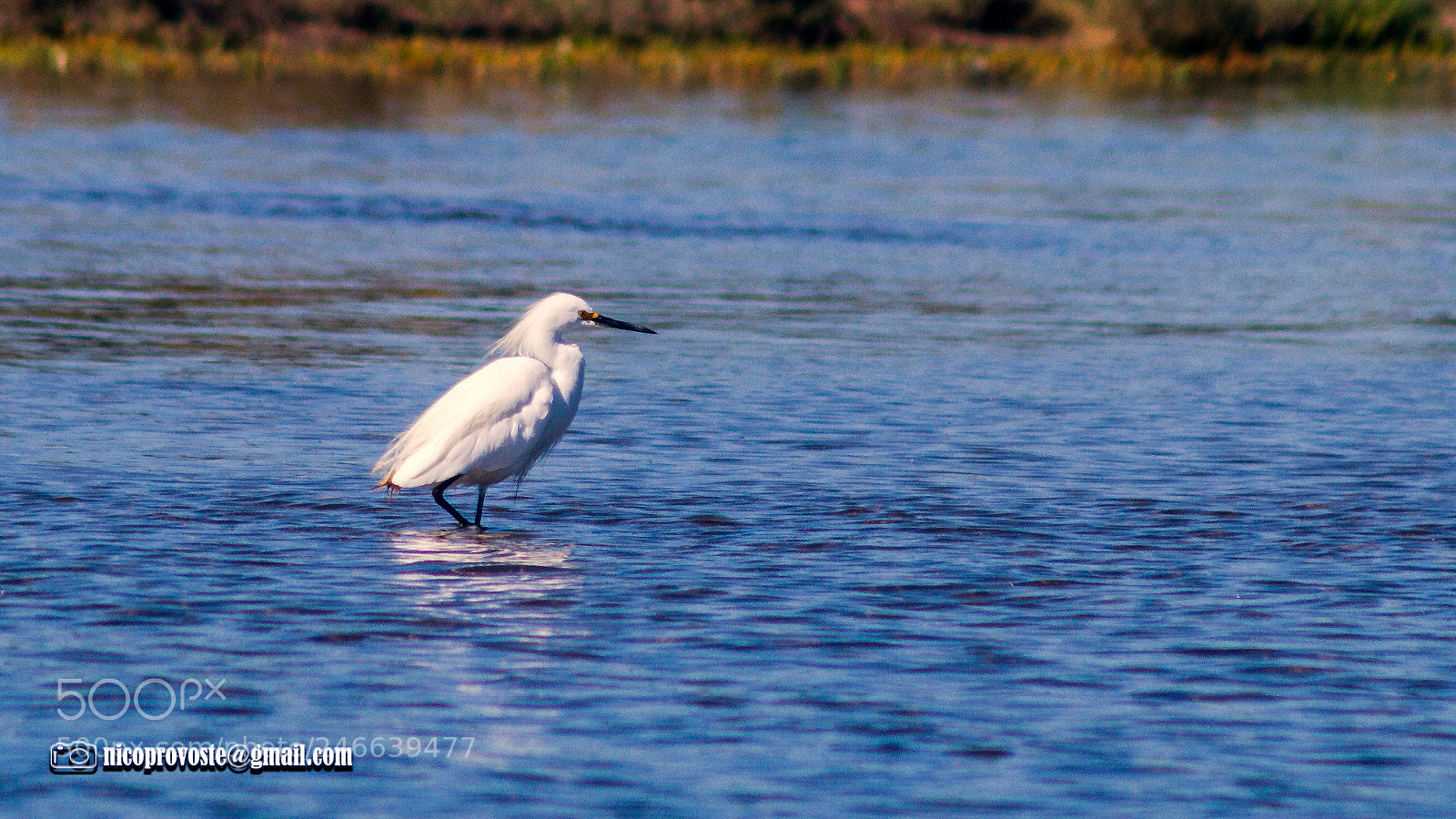 Canon EOS 7D sample photo. Garza en humedal photography