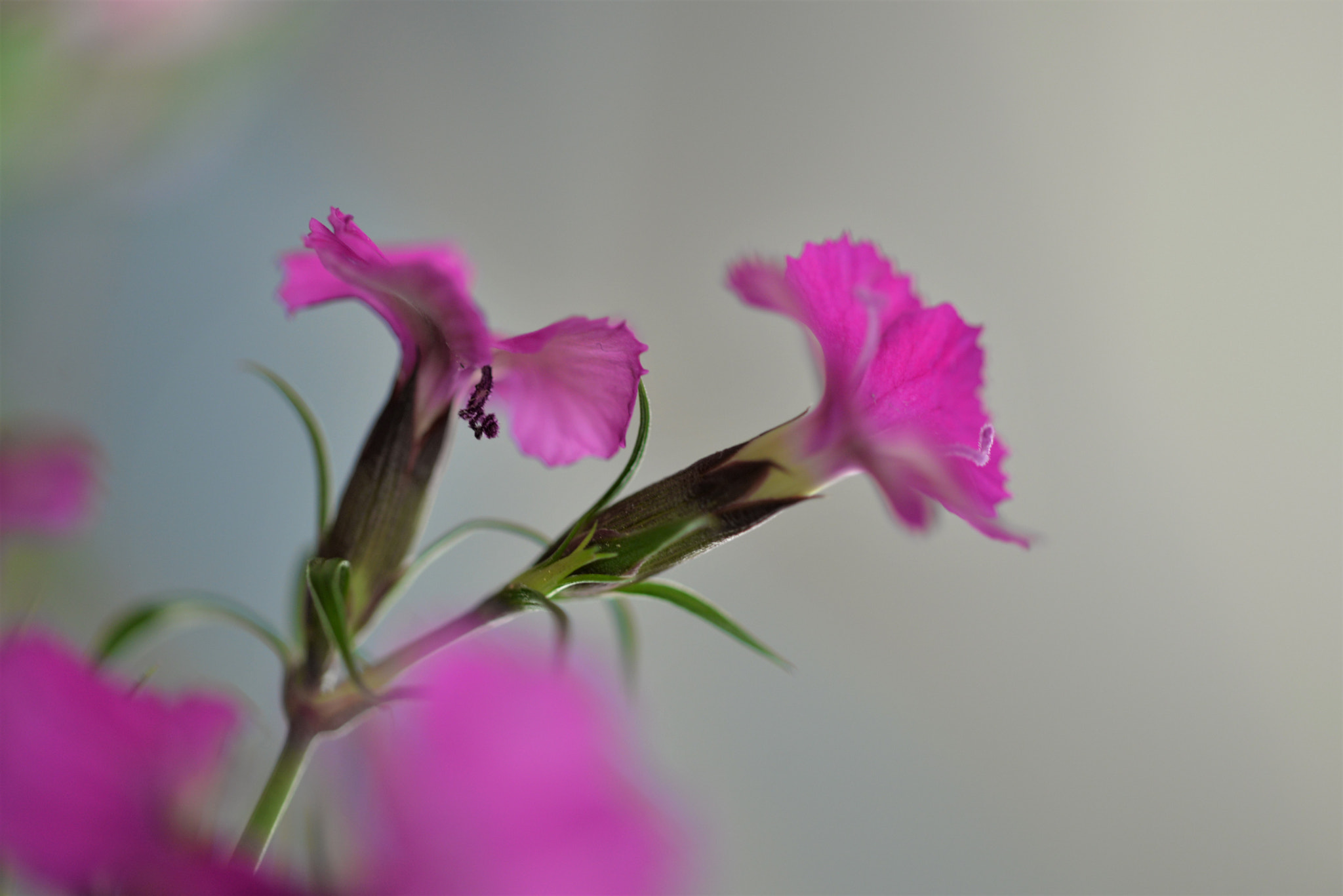 Sigma 105mm F2.8 EX DG OS HSM sample photo