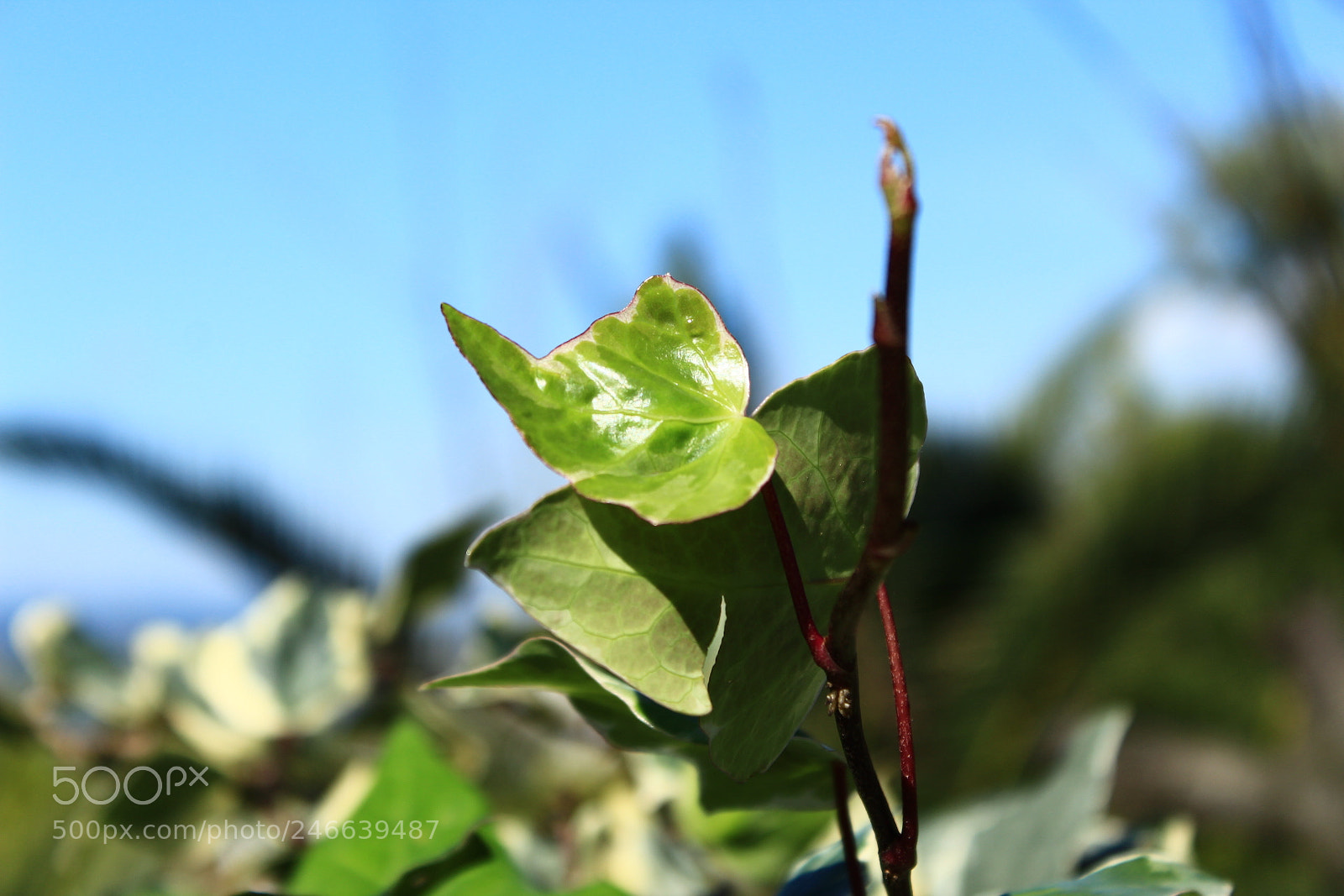 Canon EOS 1300D (EOS Rebel T6 / EOS Kiss X80) sample photo. ?? photography
