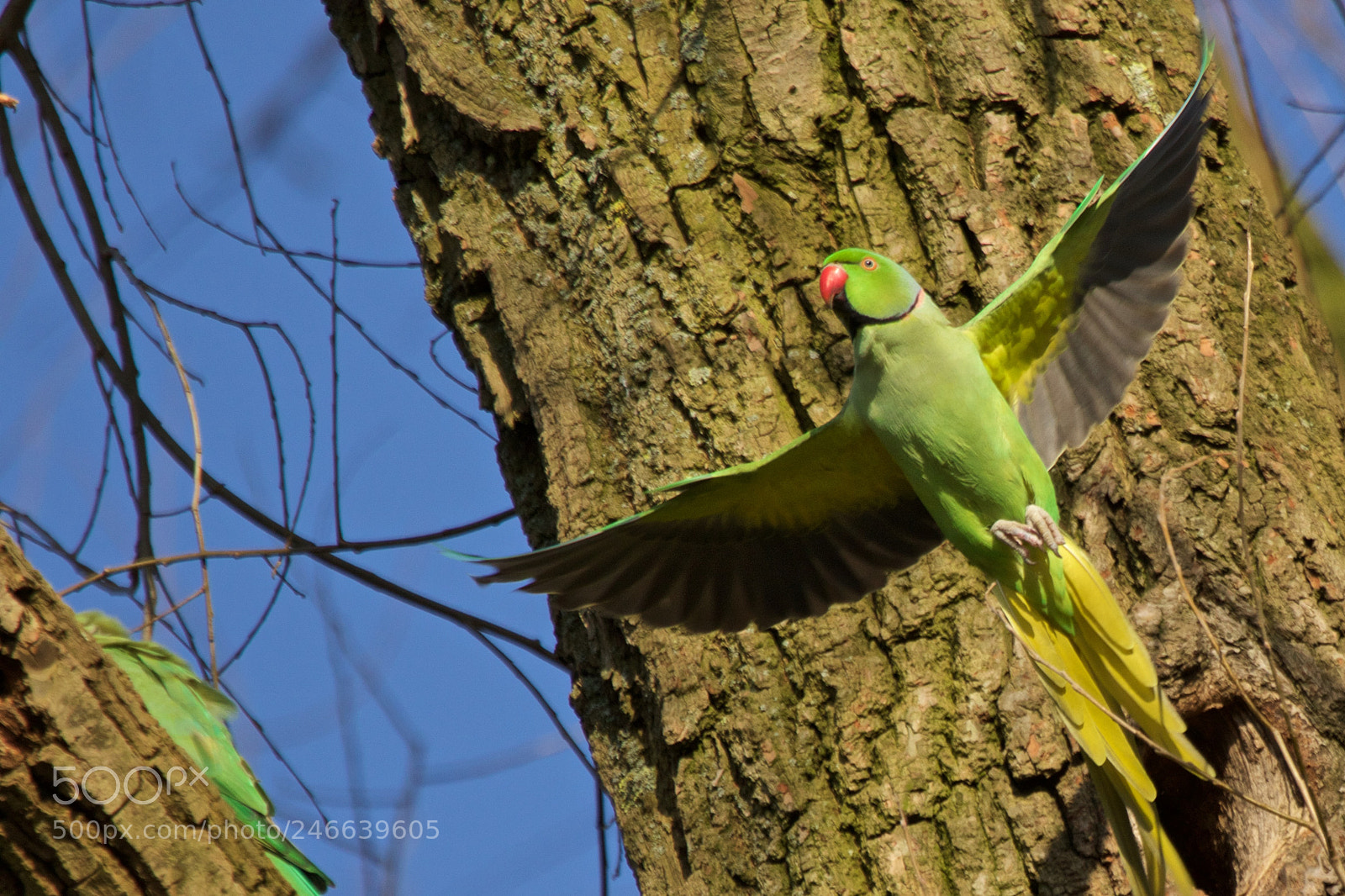 Canon EOS 7D Mark II sample photo. Halsbandparkiet komt uit een photography