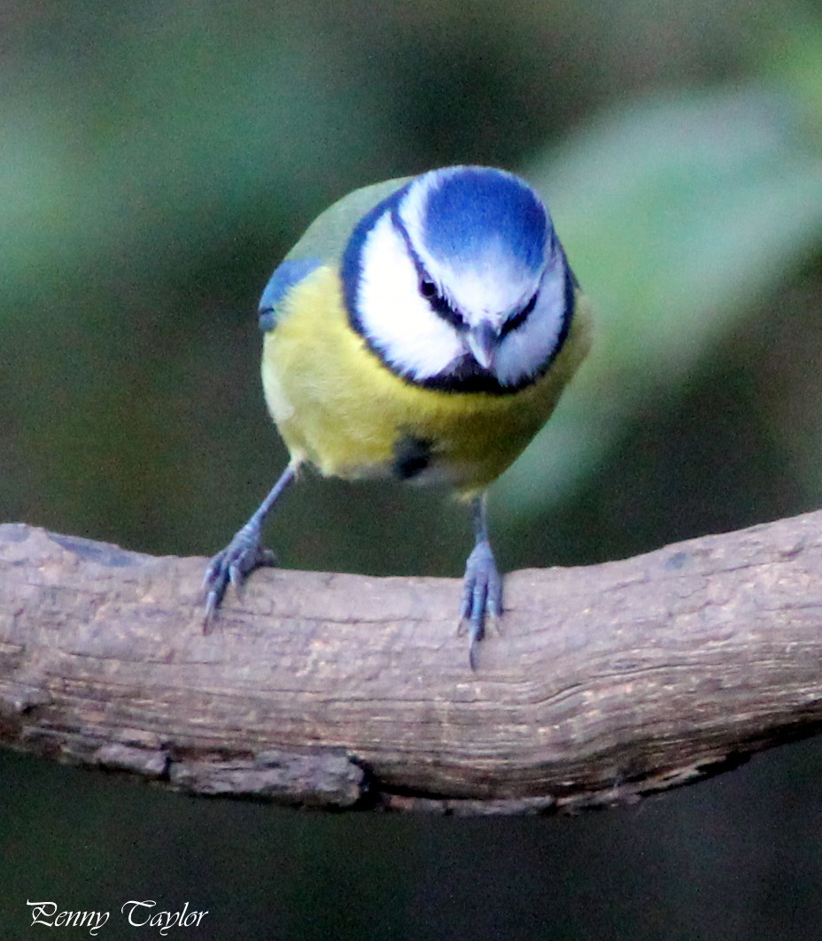 Canon EOS 1100D (EOS Rebel T3 / EOS Kiss X50) + EF75-300mm f/4-5.6 sample photo. Bluetit photography