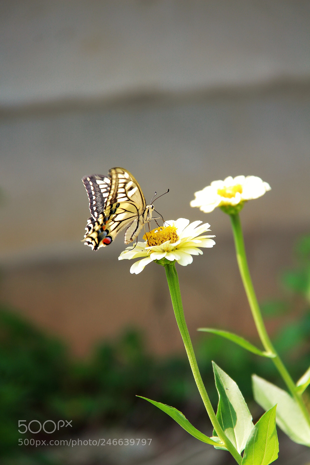Canon EOS 100D (EOS Rebel SL1 / EOS Kiss X7) sample photo. Img photography