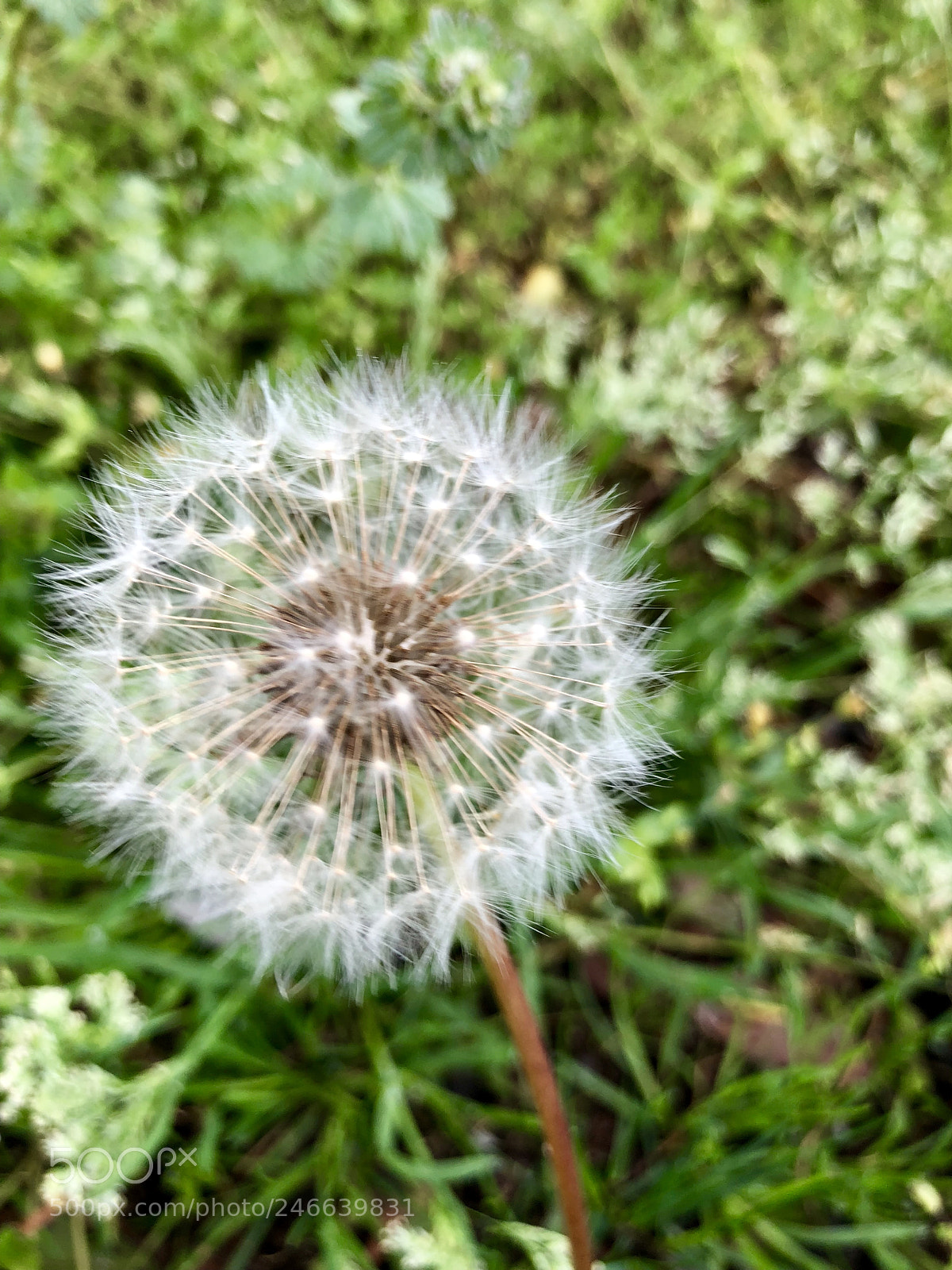 Apple iPhone 8 sample photo. Close your eyes and photography