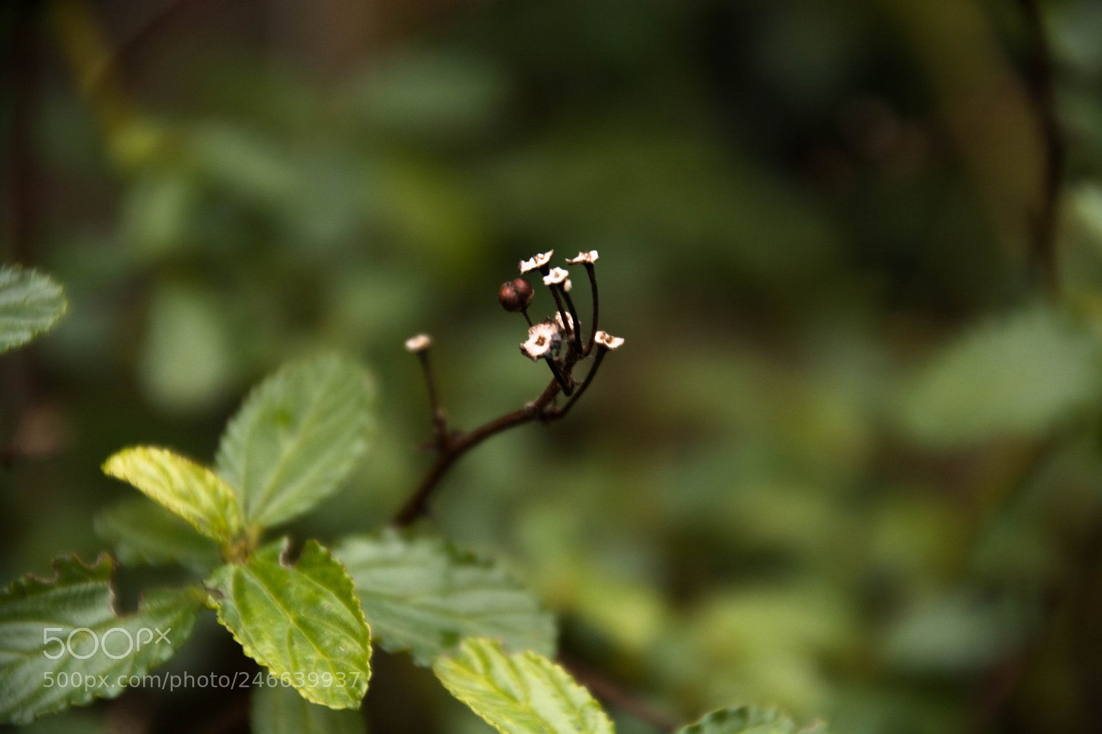 Nikon D7100 sample photo. Nature wakes up photography