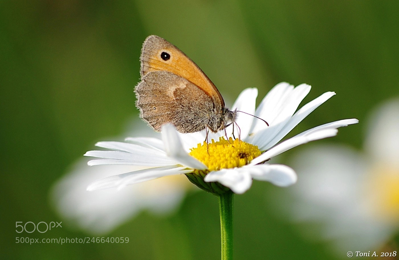 Pentax K-5 II sample photo. Maniola jurtina photography