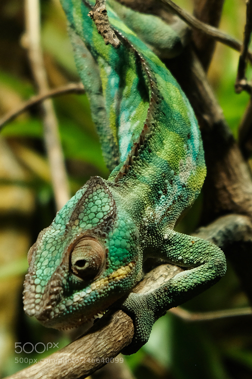 Fujifilm X-Pro2 sample photo. Chameleon photography