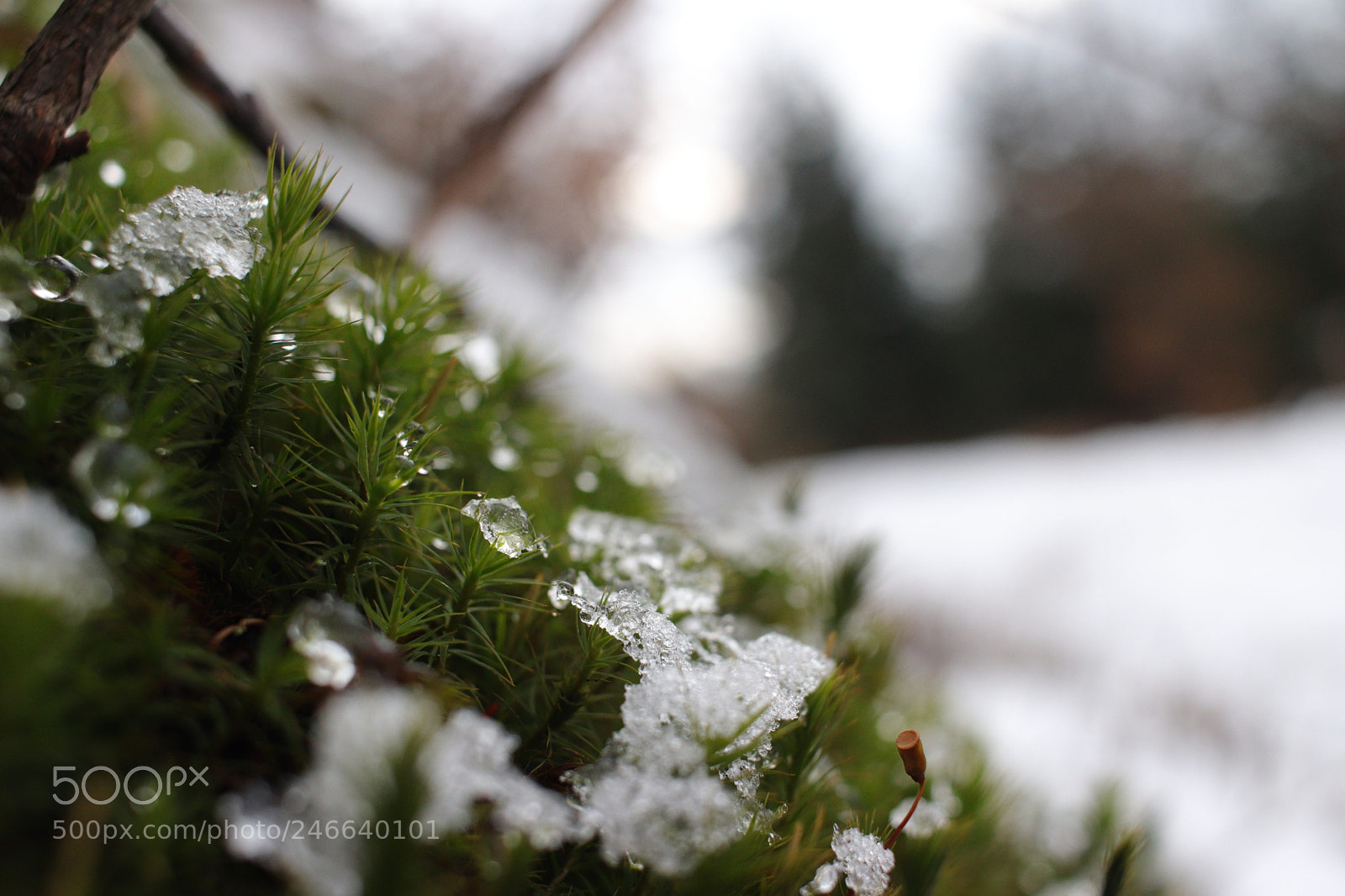 Canon EOS 77D (EOS 9000D / EOS 770D) sample photo. Untitled photography