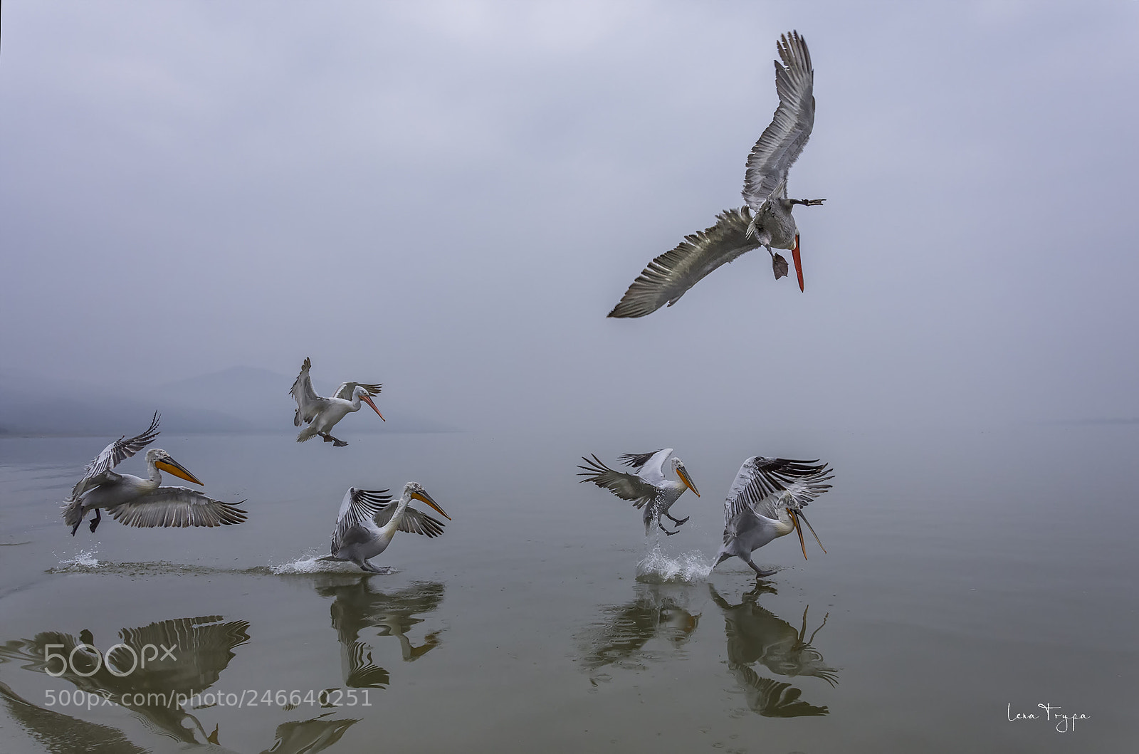 Nikon D7200 sample photo. Lake kerkini 2018. photography