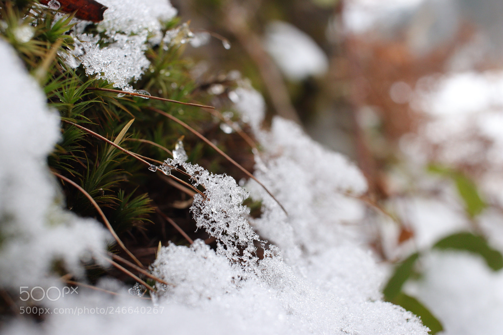 Canon EOS 77D (EOS 9000D / EOS 770D) sample photo. Untitled photography