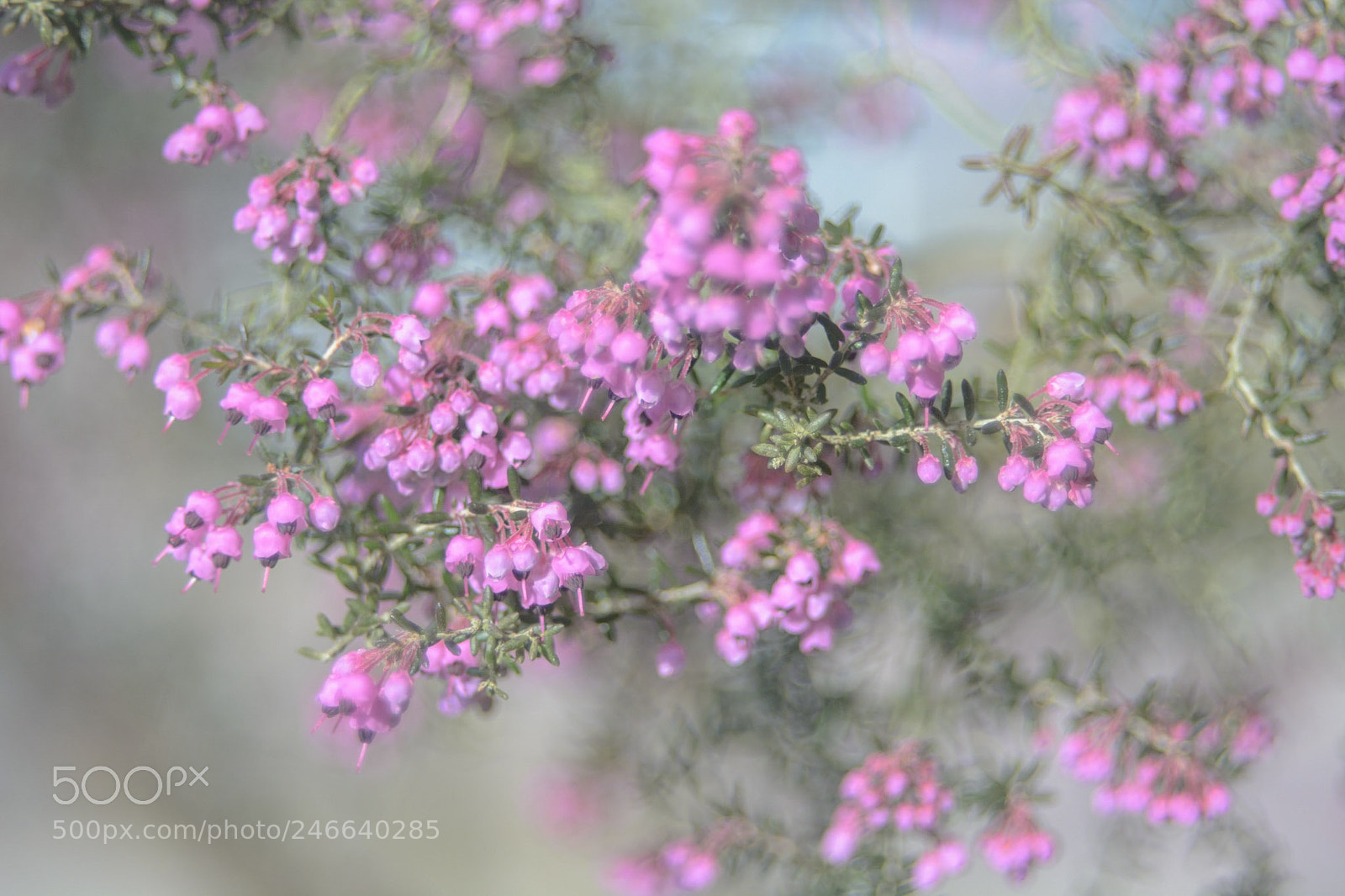 Nikon D7100 sample photo. Gocha photography