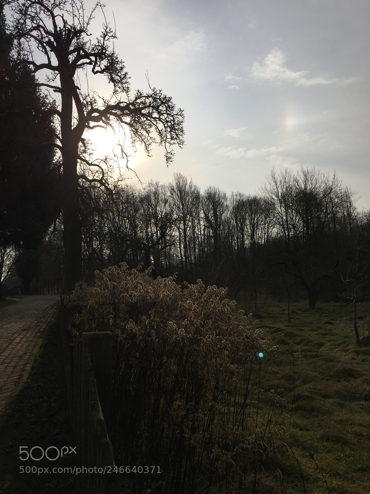 Apple iPhone 6s sample photo. Untitled photography