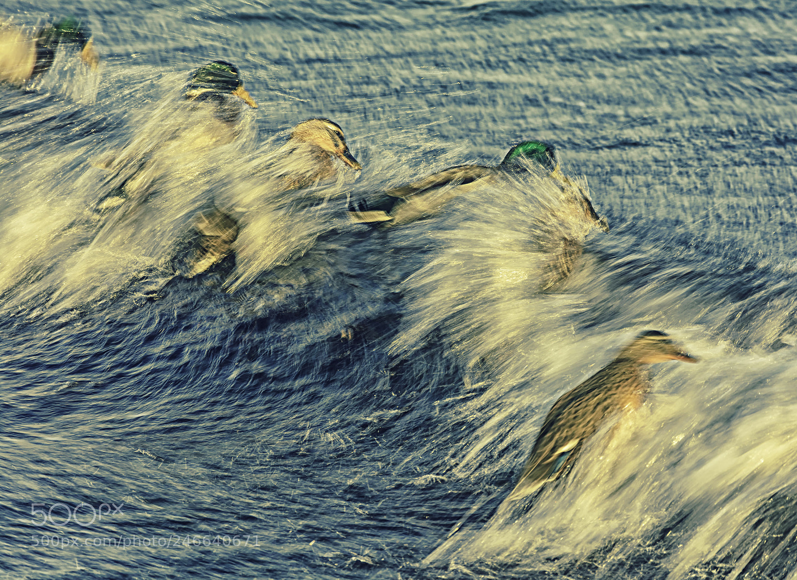 Nikon D7100 sample photo. Surfing ducks photography