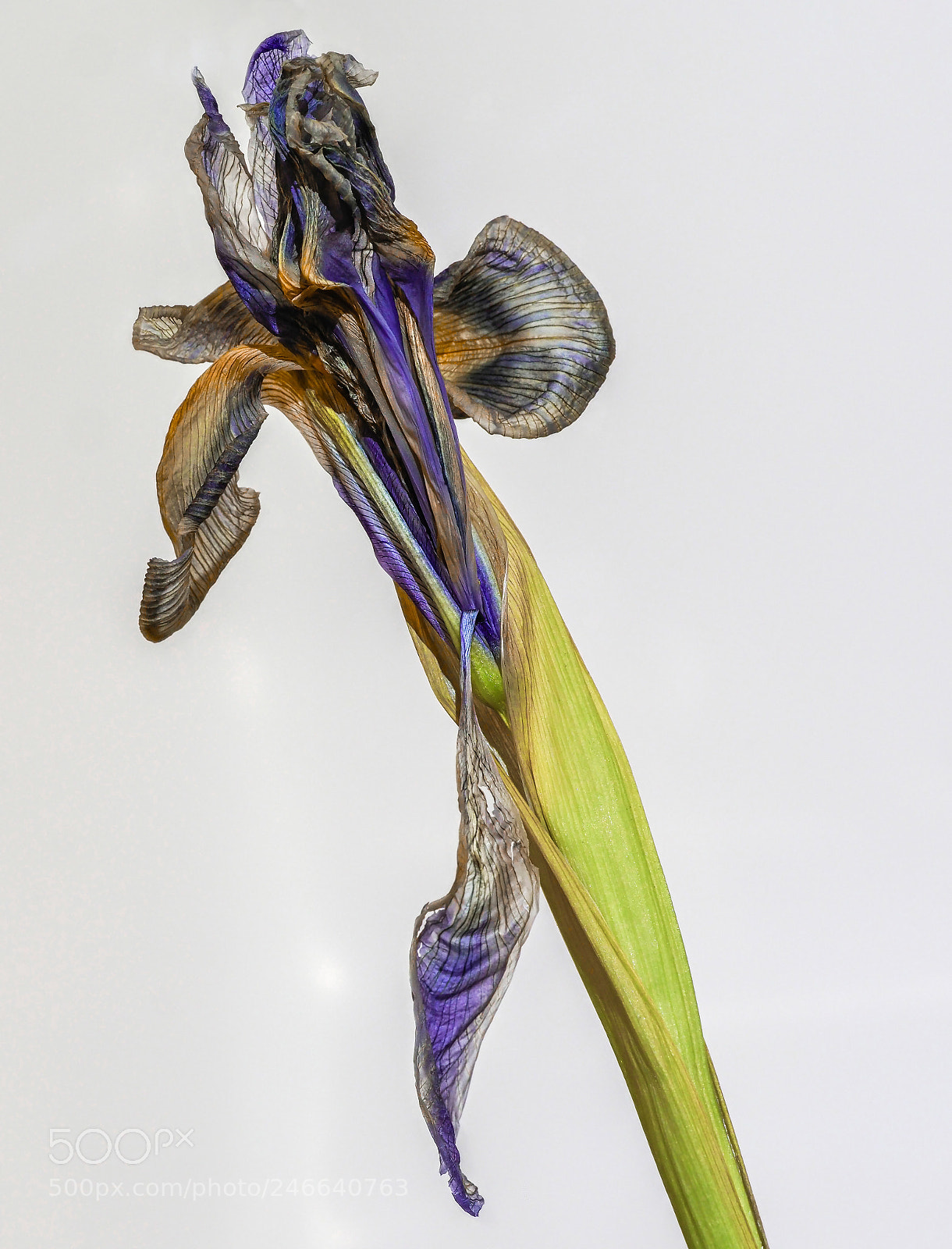 Olympus OM-D E-M1 Mark II sample photo. Iris decay photography