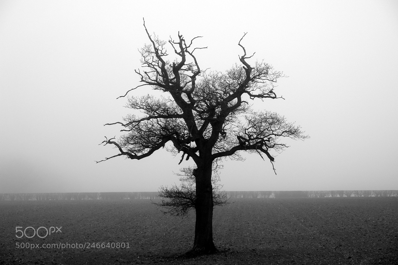 Sony DSC-R1 sample photo. Lone tree in field photography