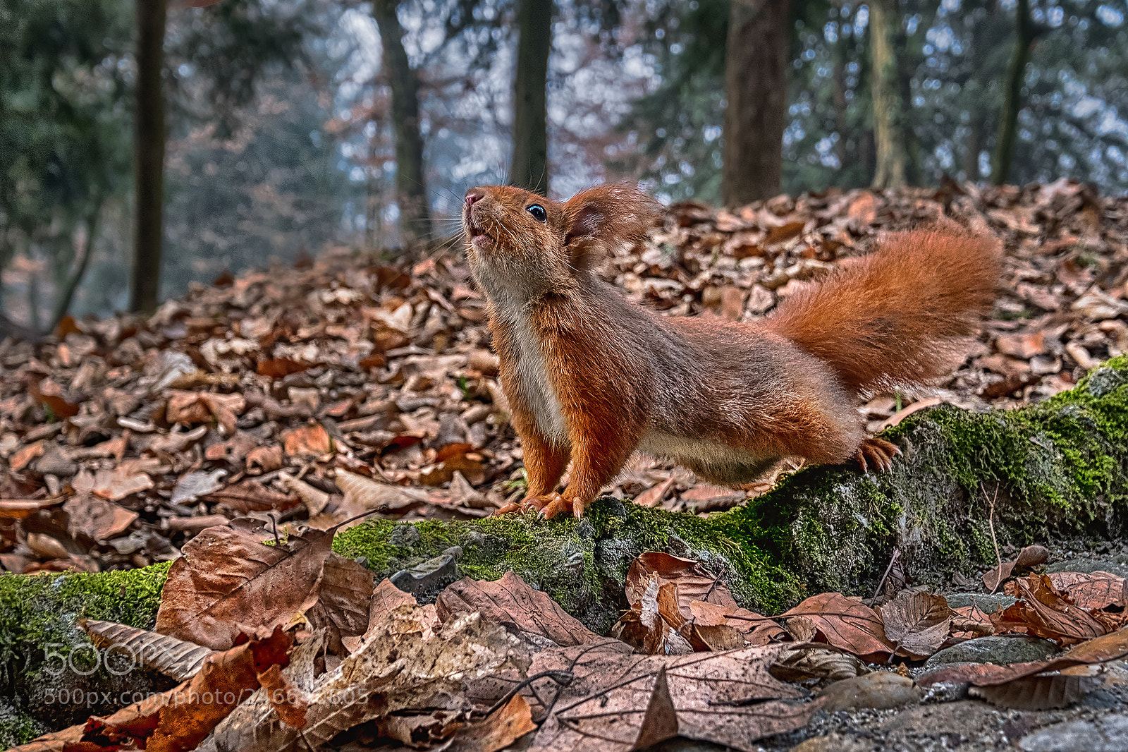 Fujifilm X-T2 sample photo. Il rosso..... photography