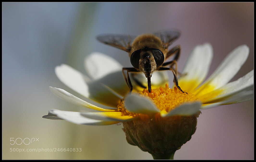 Canon EOS 450D (EOS Rebel XSi / EOS Kiss X2) sample photo. Pollination time..... photography