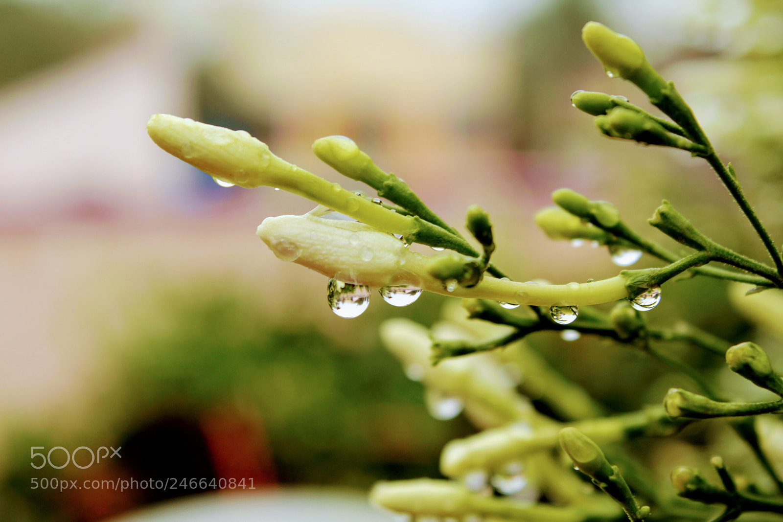 Canon EOS 1300D (EOS Rebel T6 / EOS Kiss X80) sample photo. Nectar drops of flowers photography