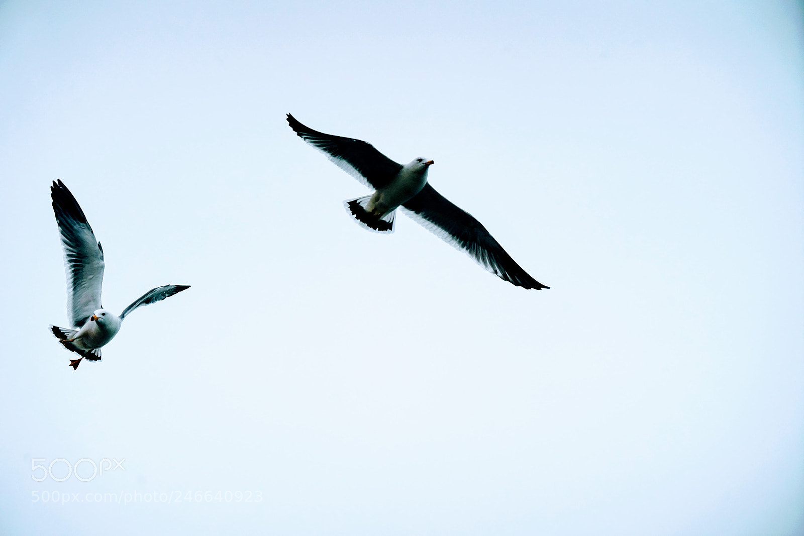 Sony a7R II sample photo. Untitled photography