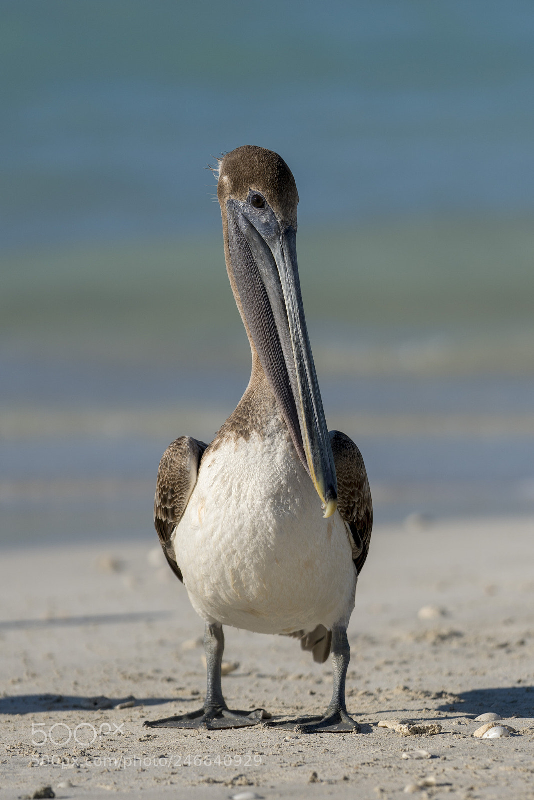 Sony a6500 sample photo. Pelican 2 photography